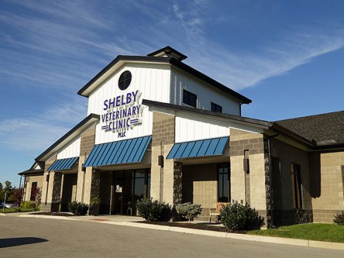 Shelby_Vet_A