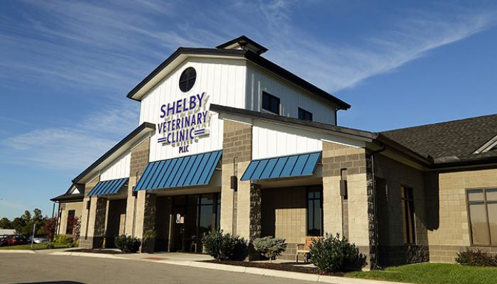 Shelby_Vet_A