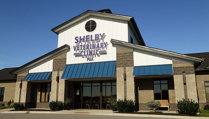 Shelby_Vet_B