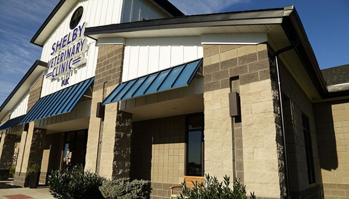 Shelby_Vet_C